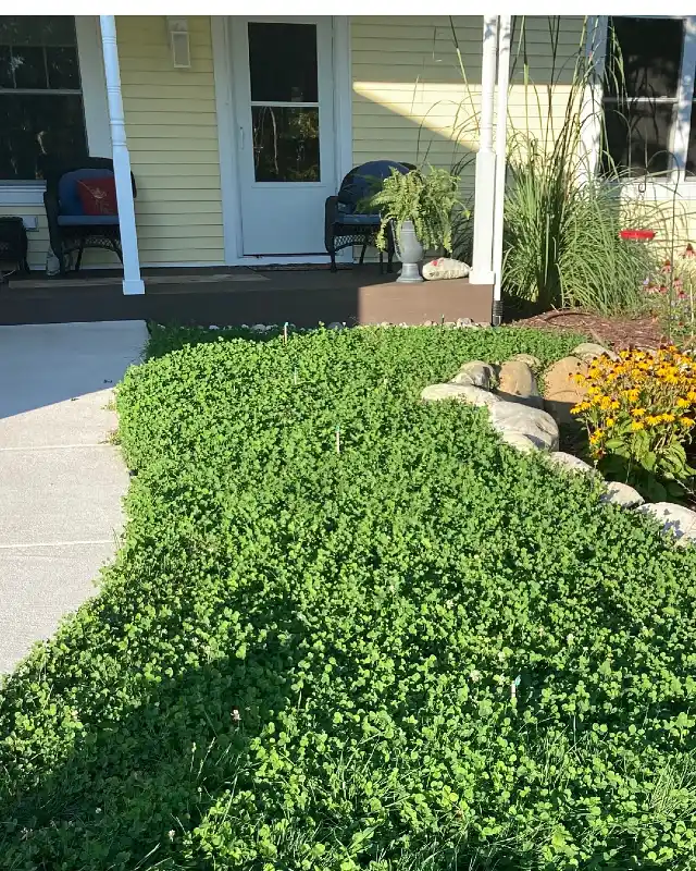 Microclover Lawn Alternative