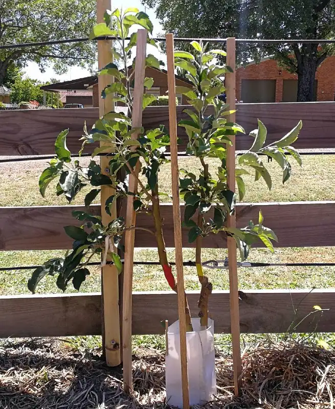 Staked Fruit Tree Screen