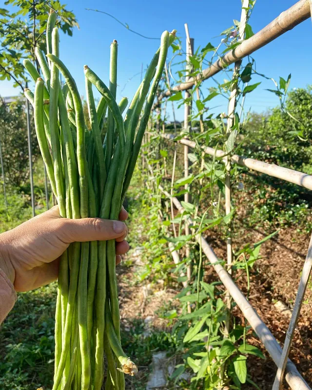 Bamboo Trellis for Long Beans