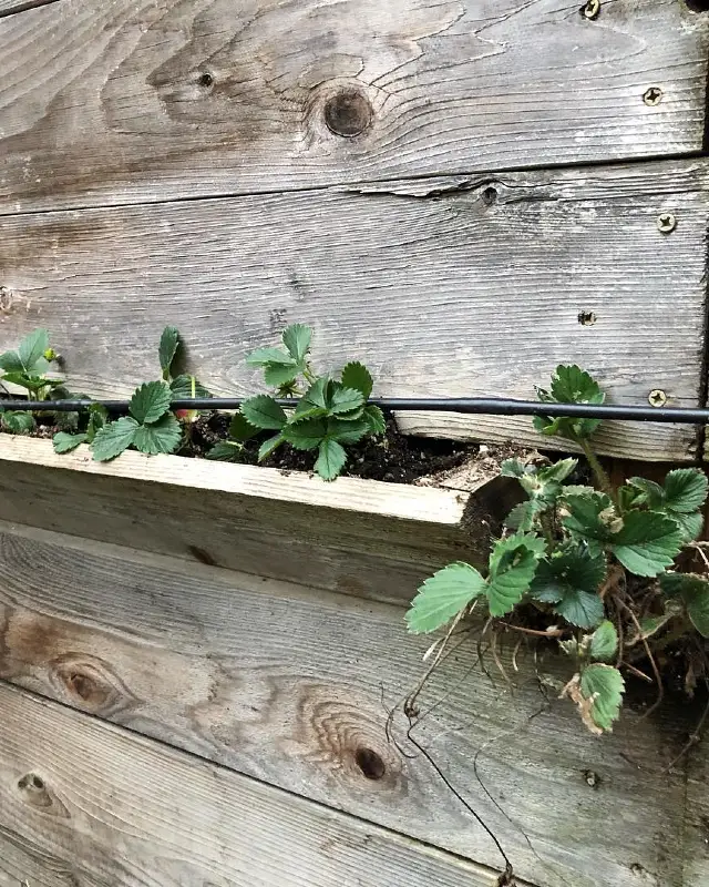 Built-in Strawberry Planter Wall