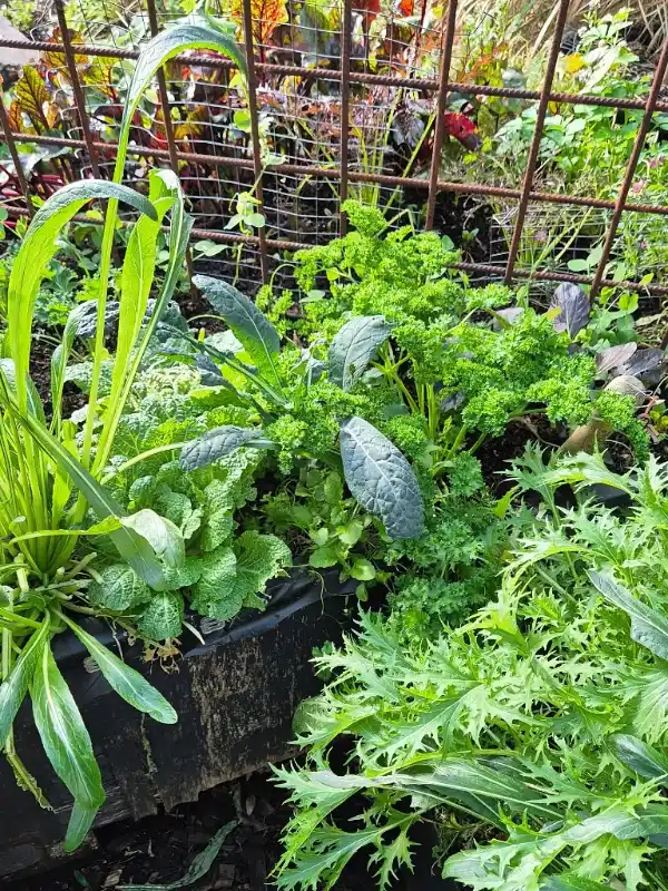 Rebar Garden Grids