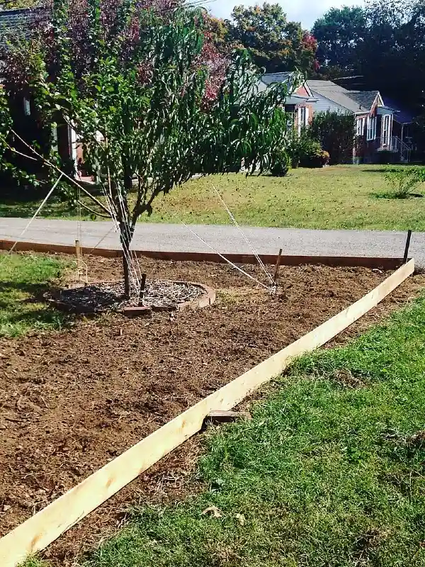 Fruit Tree Guy Wires