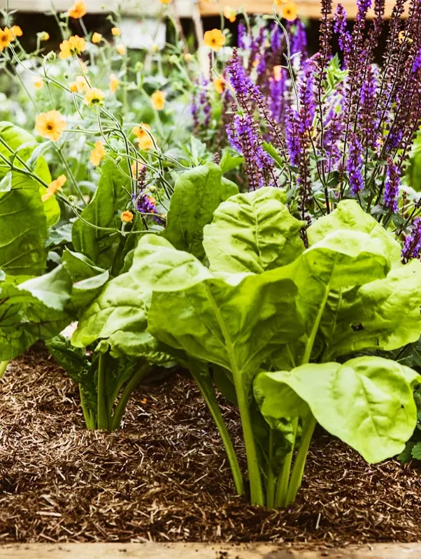 Ornamental Leafy Greens