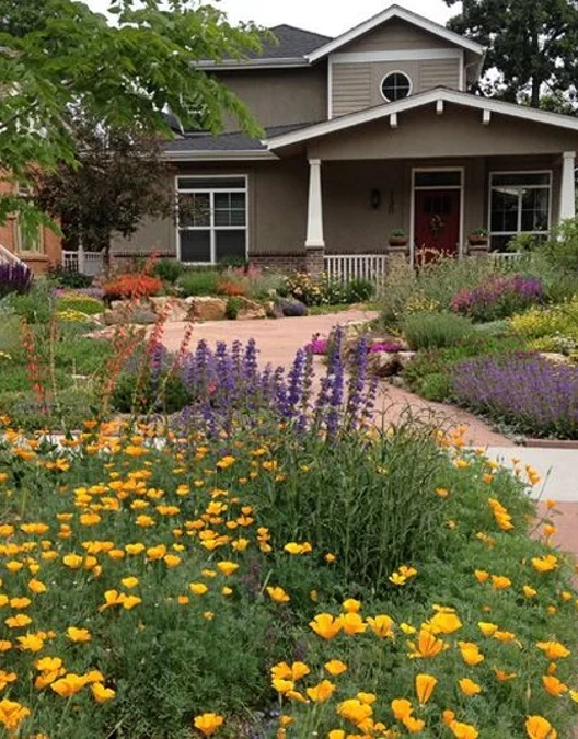 Native Wildflower Meadow