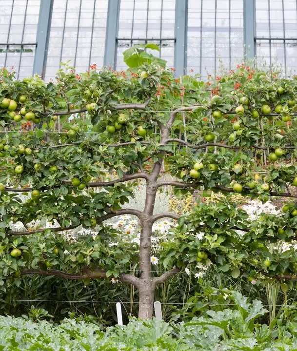 Mature Espalier Apple Wall