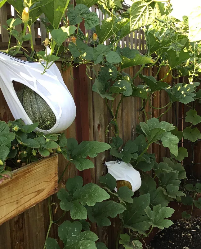 Vertical Melon Slings