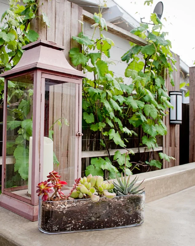 Grape Vine Privacy Screen