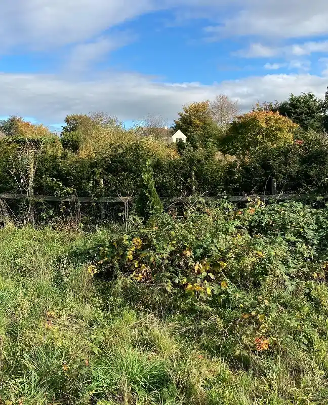 Wild Berry Bramble Fence
