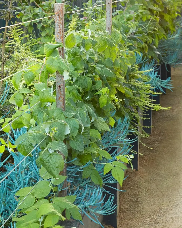 Raspberry Wire Trellis