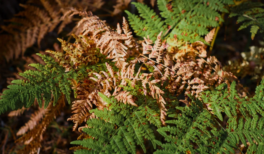 Autumn Fern
