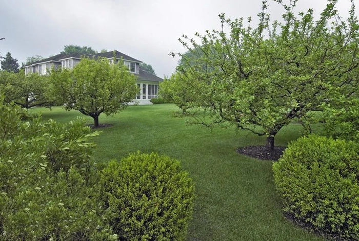 Backyard Fruit Walkway