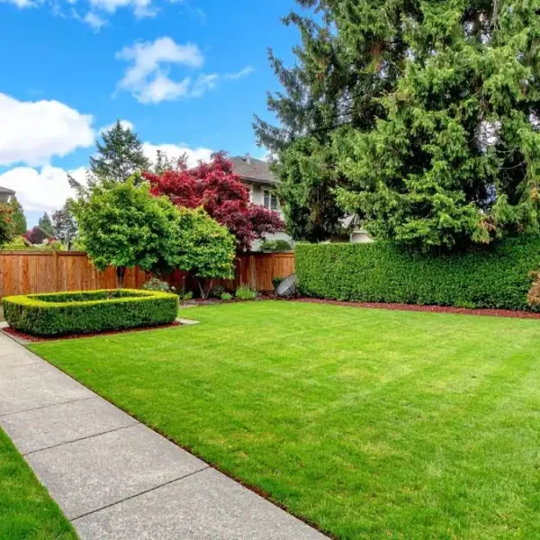 Backyard Orchard Ideas
