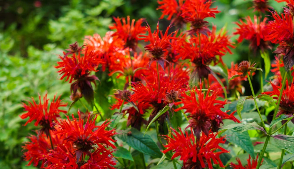 Bee Balm