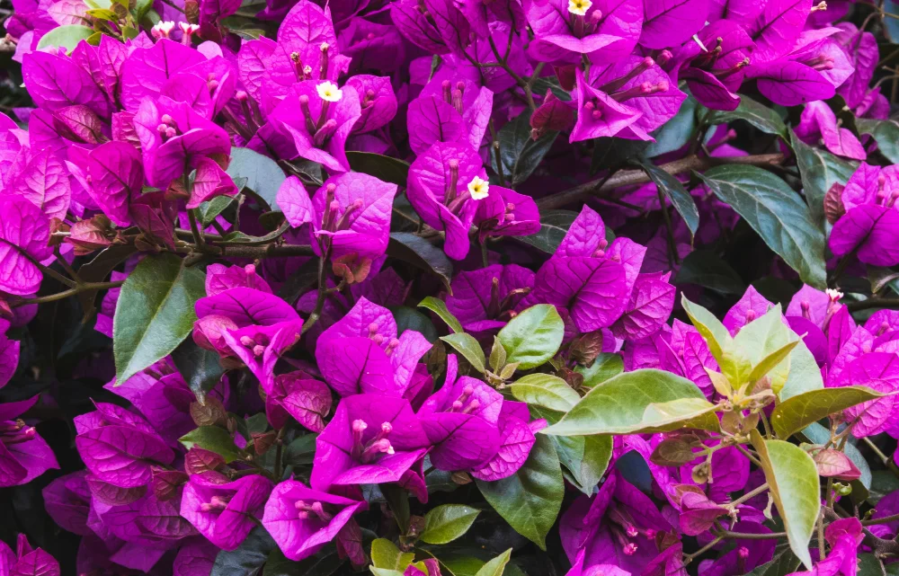 Bougainvillea