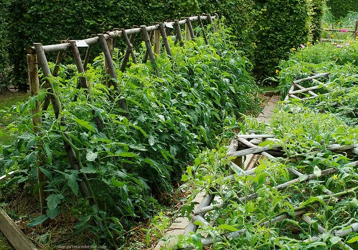 Branch Trellis Support System