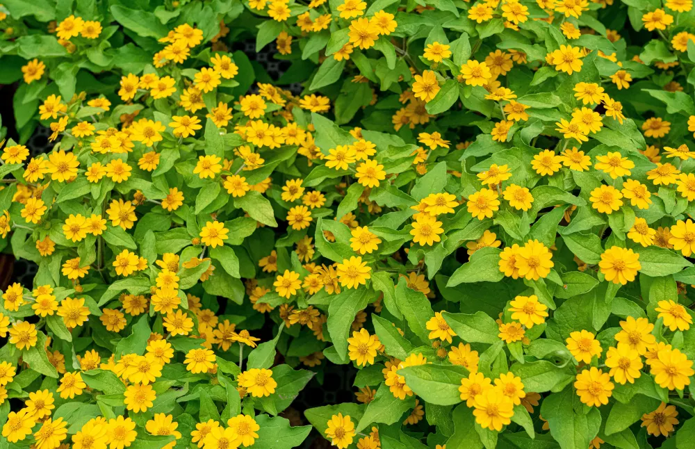 Butter Daisy