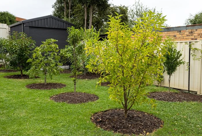 Circular Mulch Beds in Grass