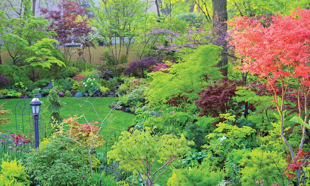 Colorful Maple Canopy
