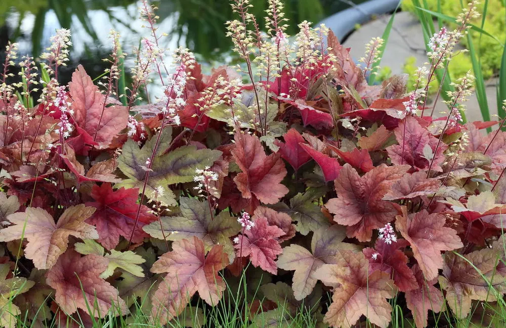 Coral Bells