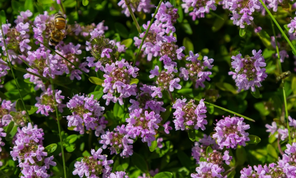 Creeping Thyme