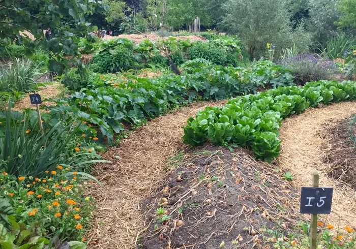 Curving Berm and Mulch Paths