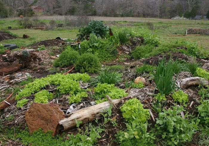 Exposed Wood Mound Garden