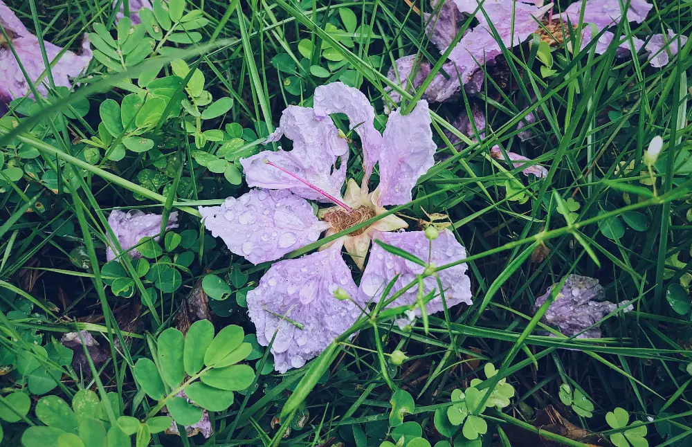 Fallen Lavender Bloom