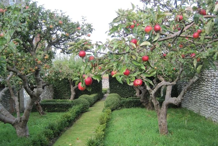 Formal Apple Walkway