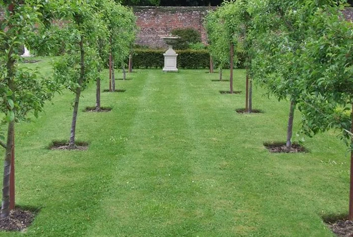 Formal Symmetrical Orchard Allee
