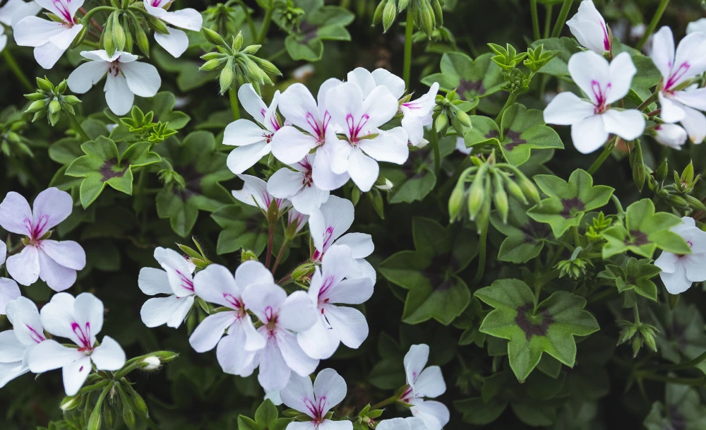 Geranium