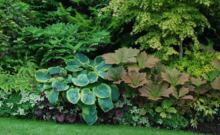 Giant Hosta Foliage