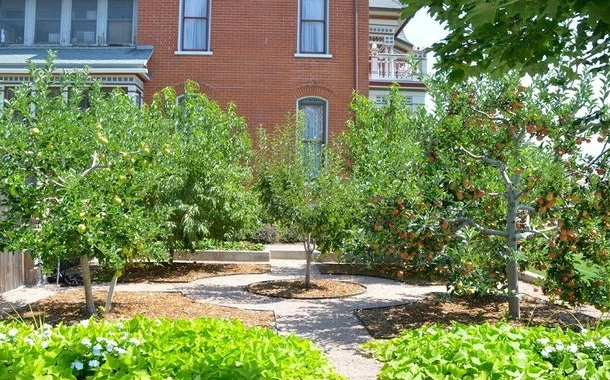 Grassy Orchard Rows