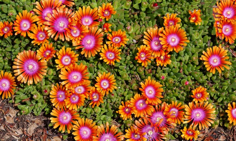 Ice Plant