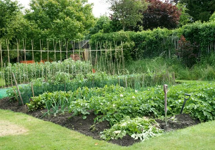 Intensive Mixed Plot Garden