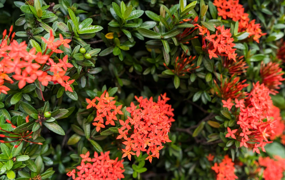 Ixora
