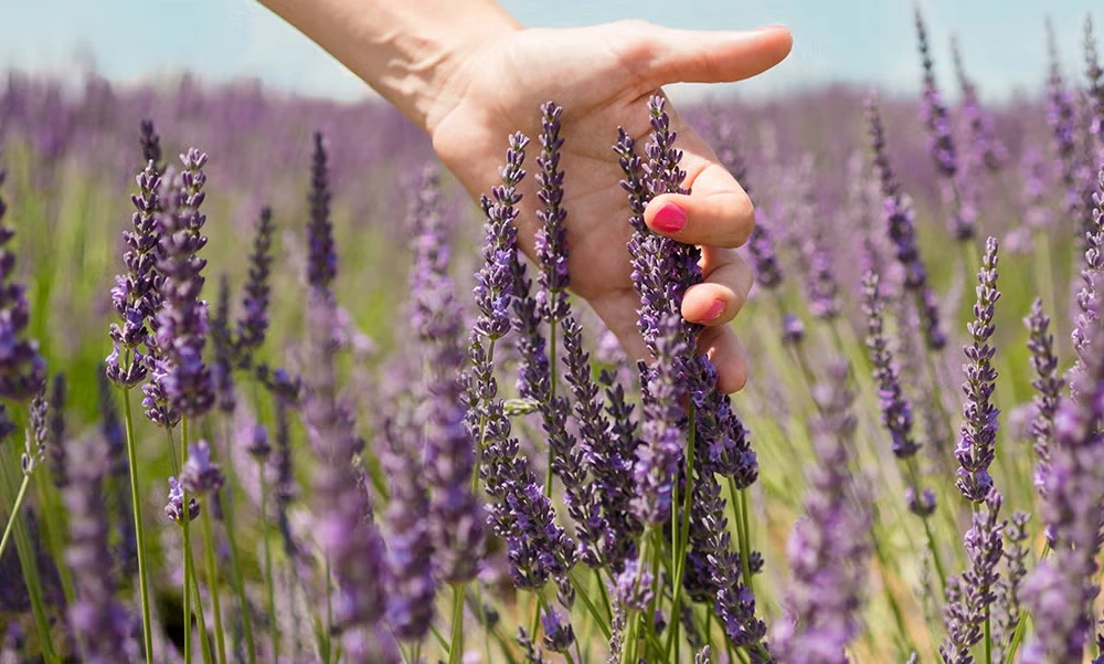 Lavender