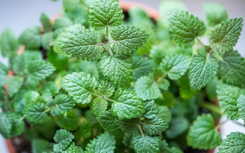 Lemon Balm