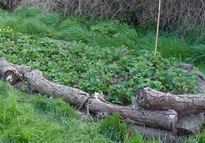 Low Log-Edged Garden Bed