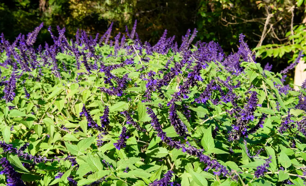 Mexican Bush Sage