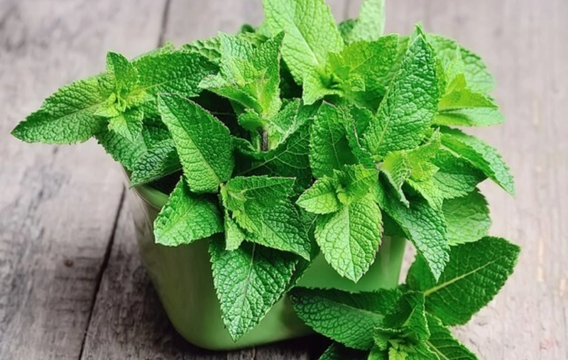 Mint