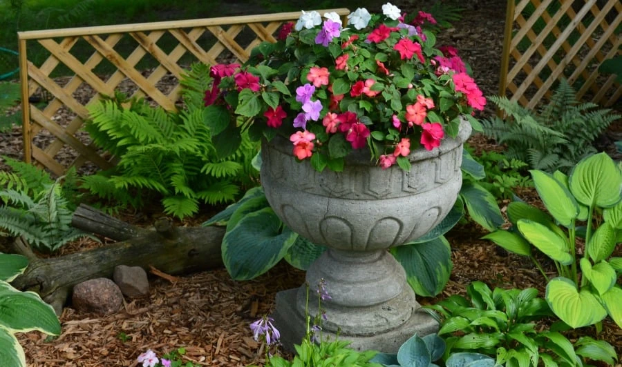 Mixed Impatiens Urn