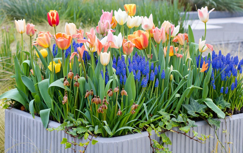 Mixed Spring Planter