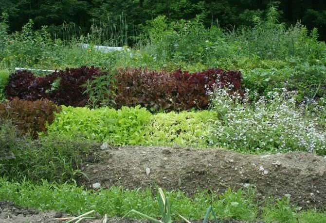 Multi-Colored Harvest Rows