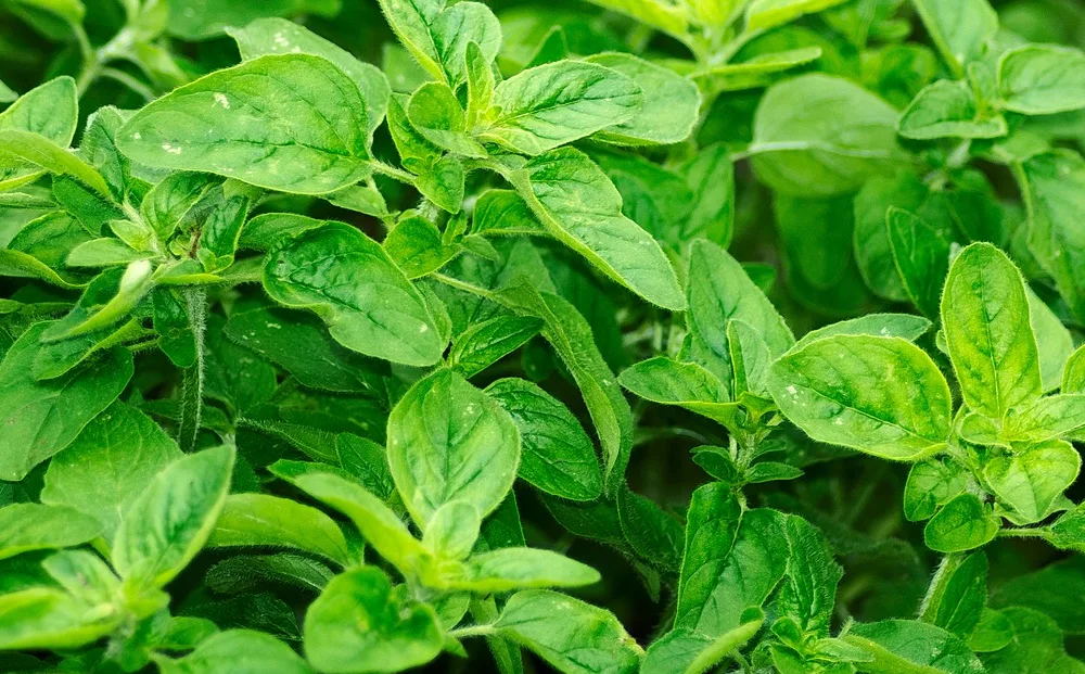 Oregano
