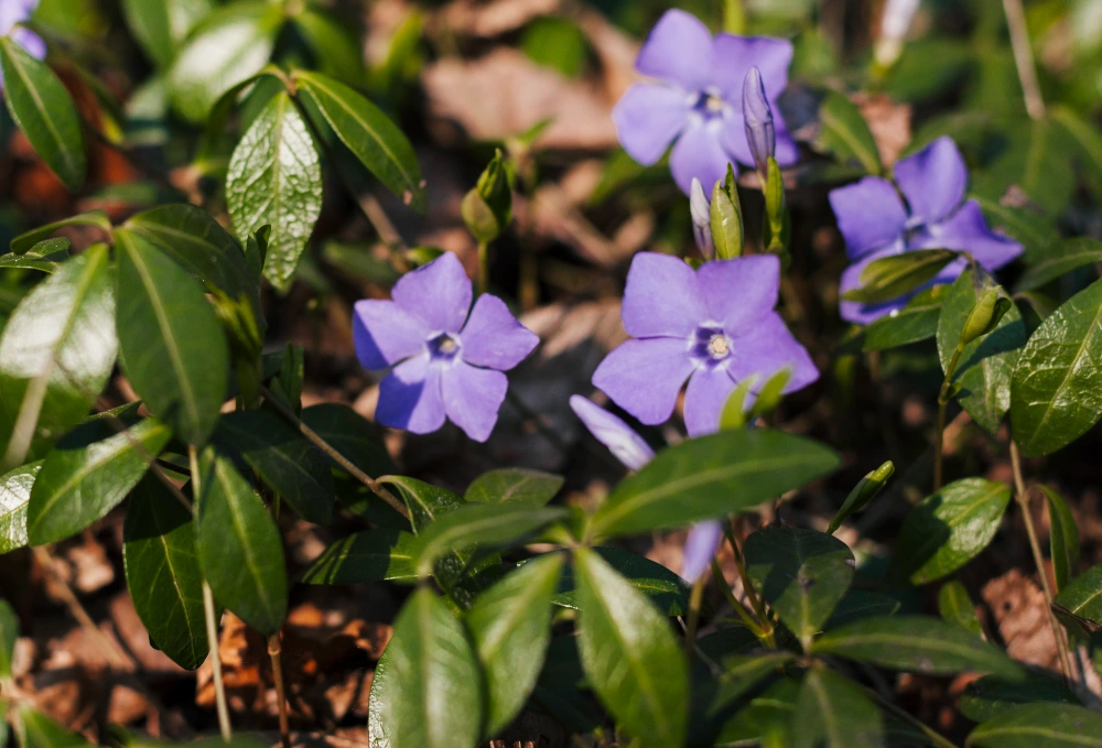 Periwinkle