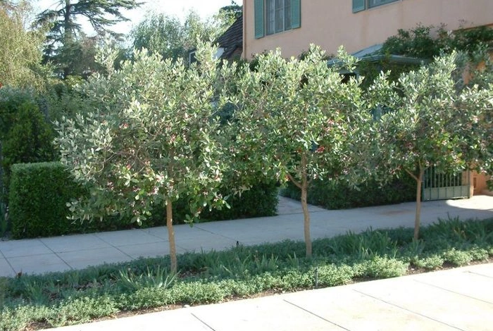 Pineapple Guava Border