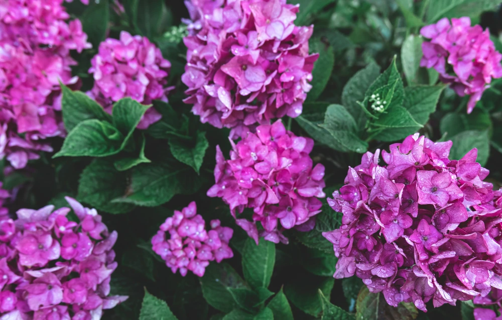 Pink Hydrangea Clusters