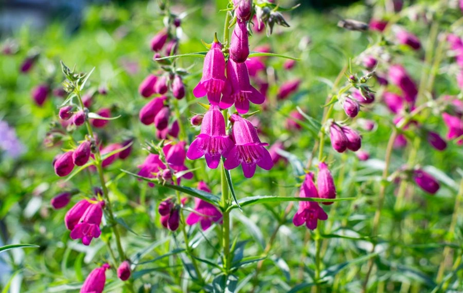 Pink Penstemon