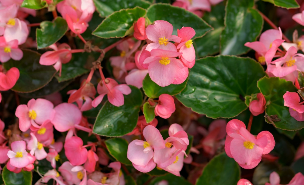 Pink Wax Begonias