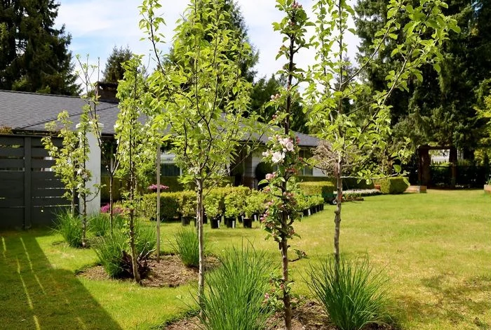 Potted Terrace Grove